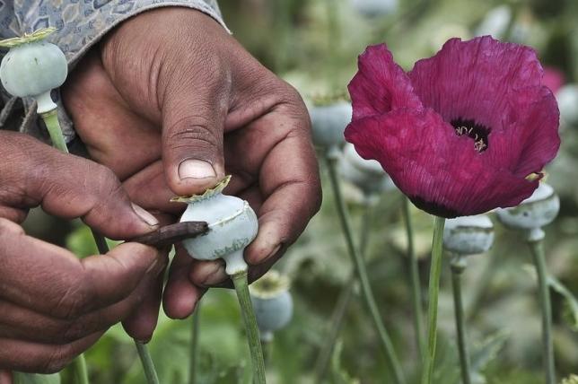 mexico opium