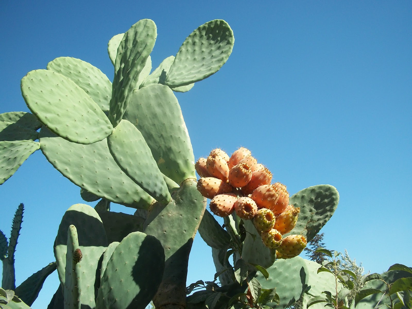 nopal diabetes