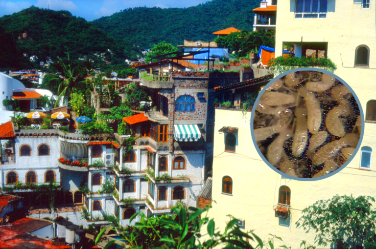 puerto vallarta termites