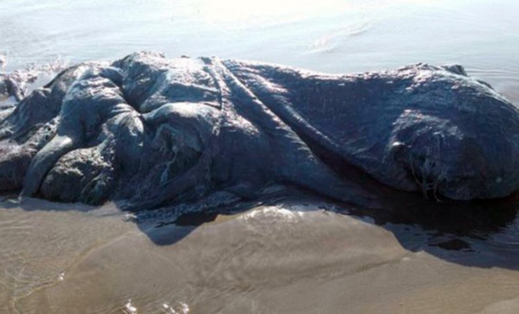 mexico sea monster