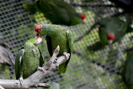 mexico parrots