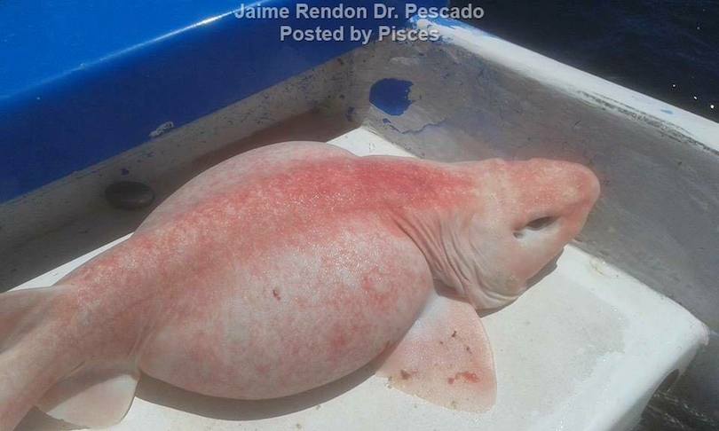 albino shark