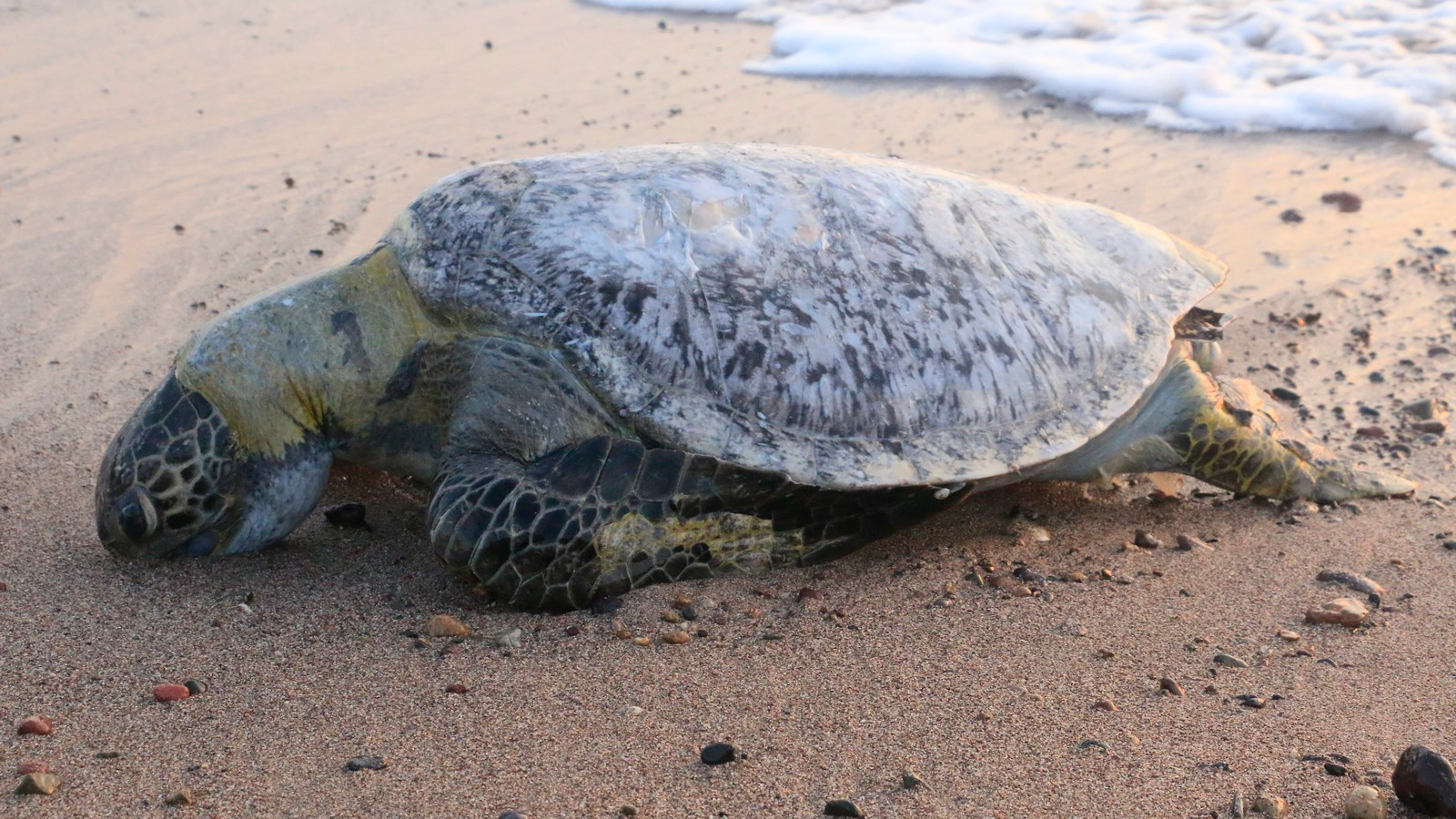 dead turtle puerto vallarta