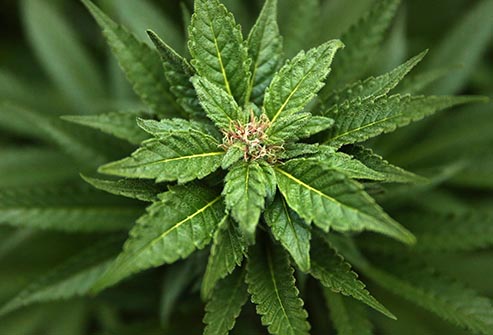 mexico marijuana