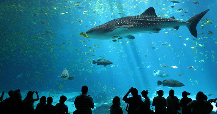 puerto vallarta aquarium