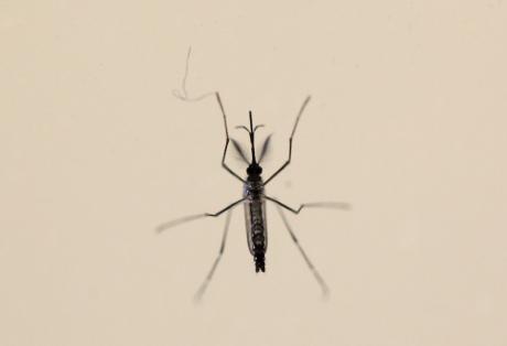 zika