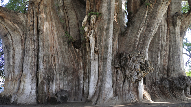 Arbol del Tule