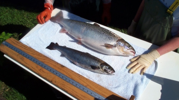 GMO salmon