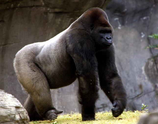 Bantu the gorilla