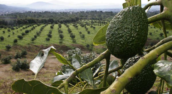 avacado