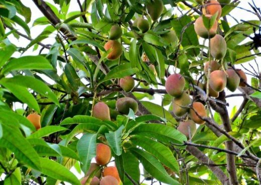 Puerto Vallarta hosts first Mango Festival