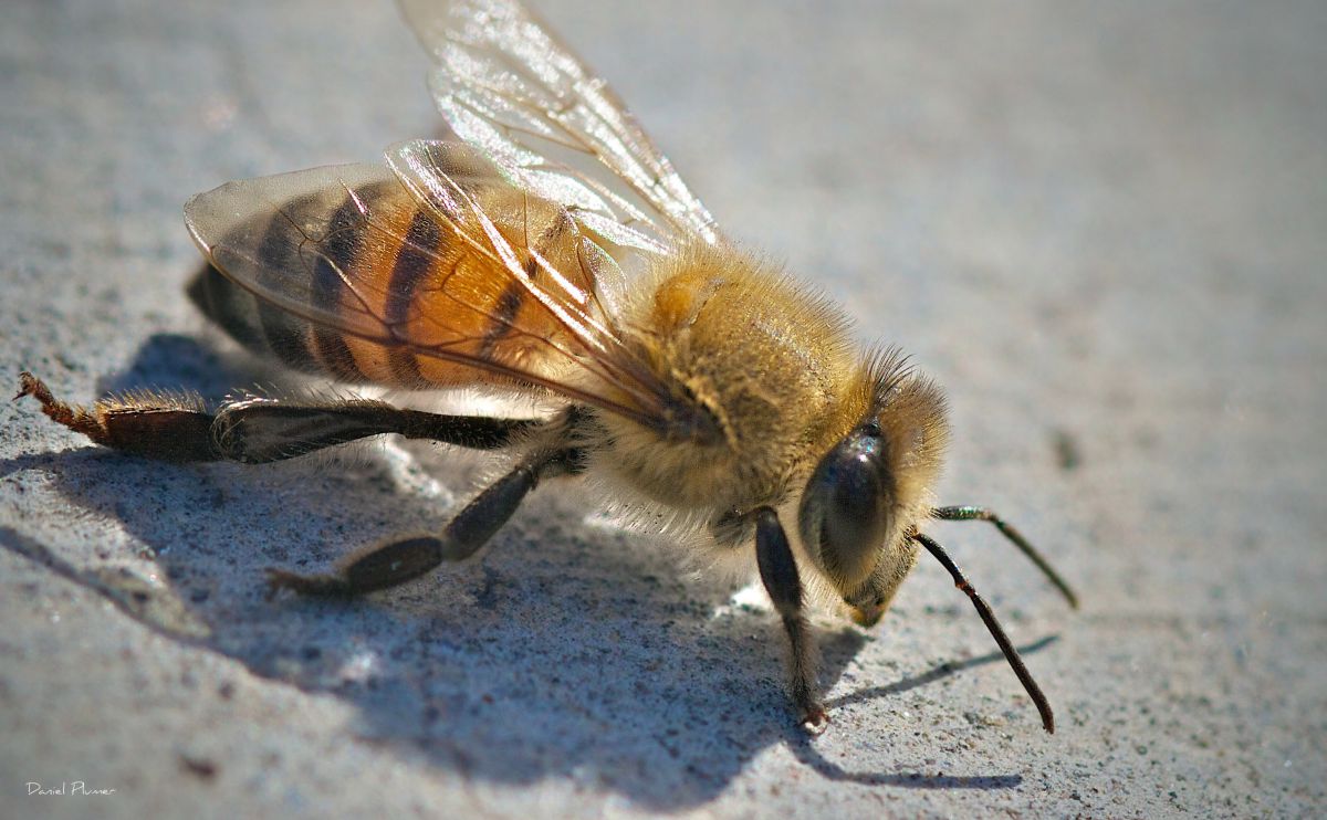 african bee attack