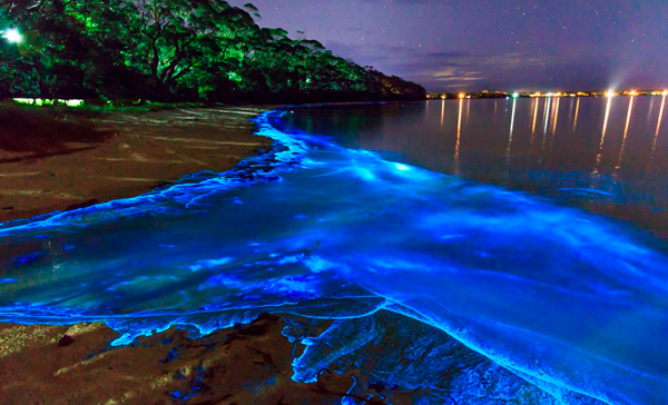 Bioluminescent beaches of Mexico