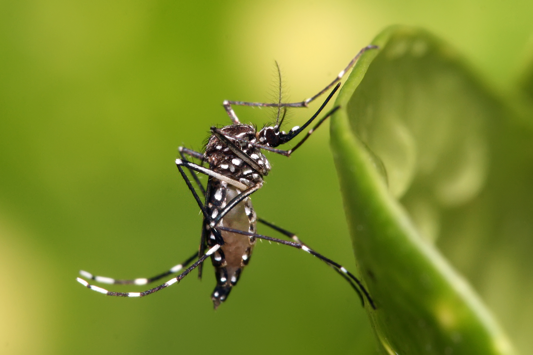 Dengue, Zika and Chikungunya