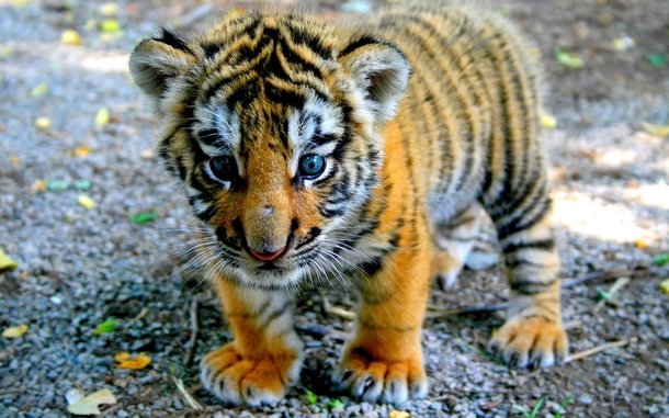 Bengal tiger cub