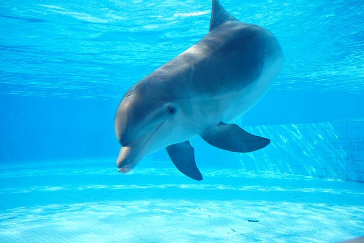 Mexico City is first to ban Dolphin Shows in Mexico