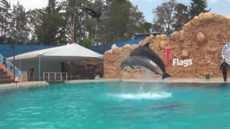 mexico city dolphin