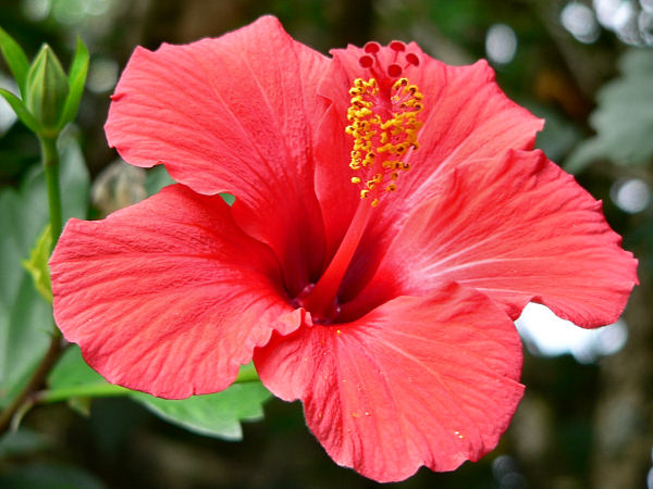 hibiscus