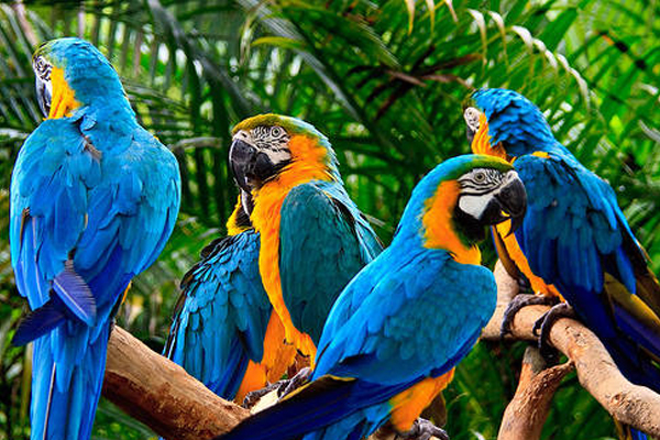 macaw