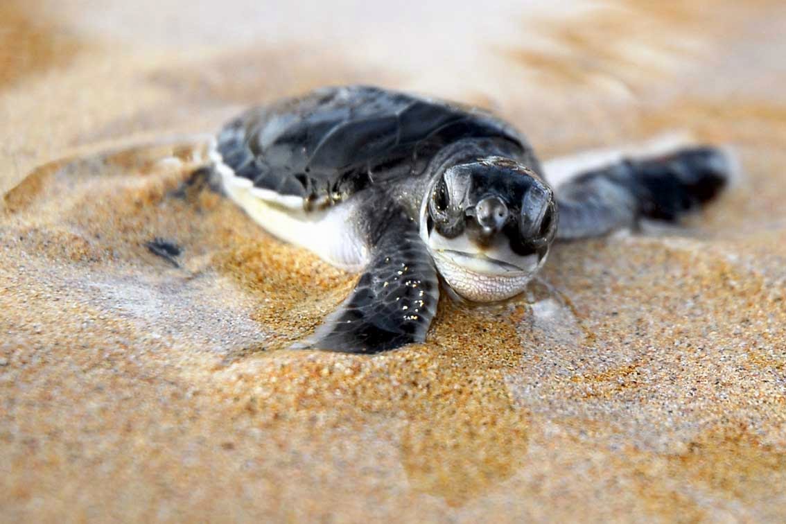 sea turtles puerto vallarta