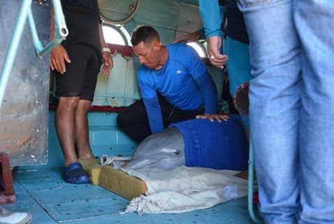 dolphin rescue cuba