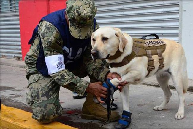 frida rescue dog