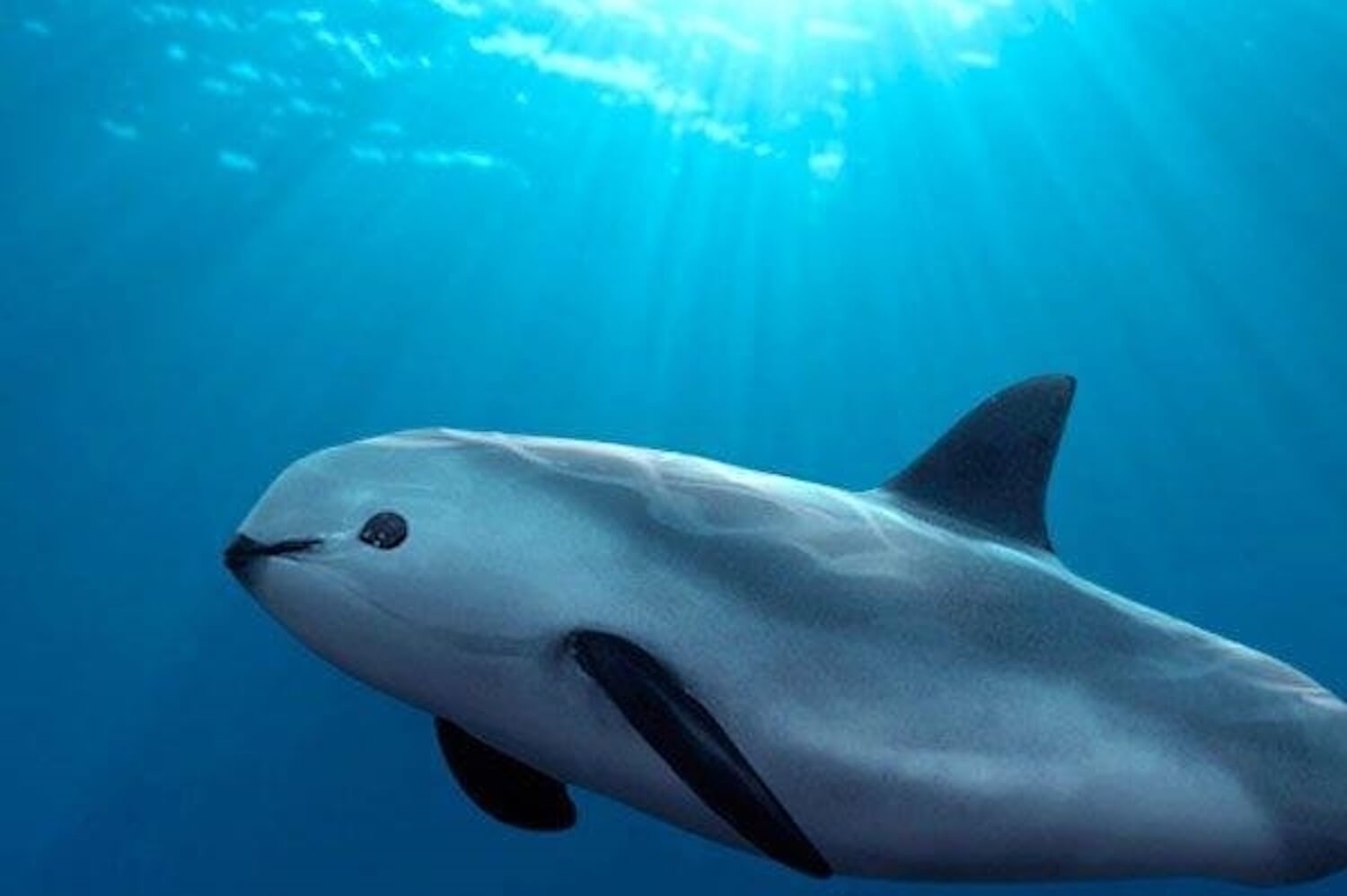 Mexico's vaquita porpoise gets new chance; 6 sighted