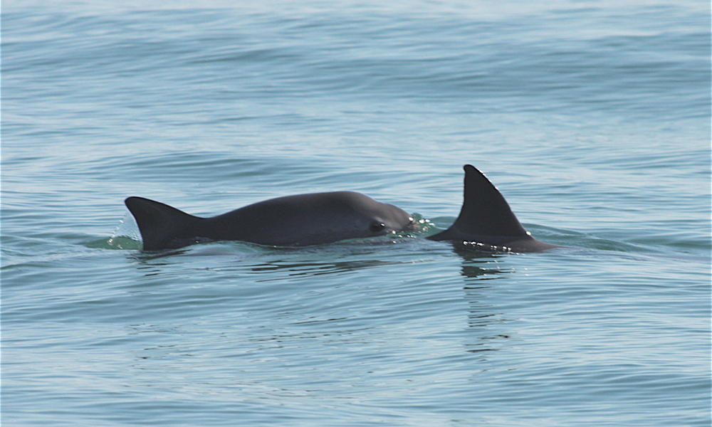 vaquita porpoise