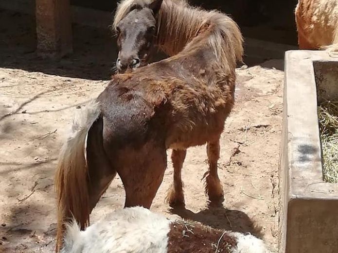 puerto vallarta zoo