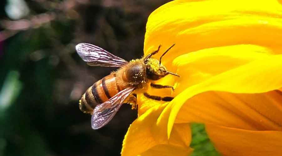 world bee day