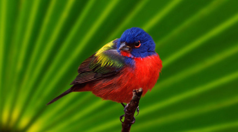 bird watching tours in puerto vallarta