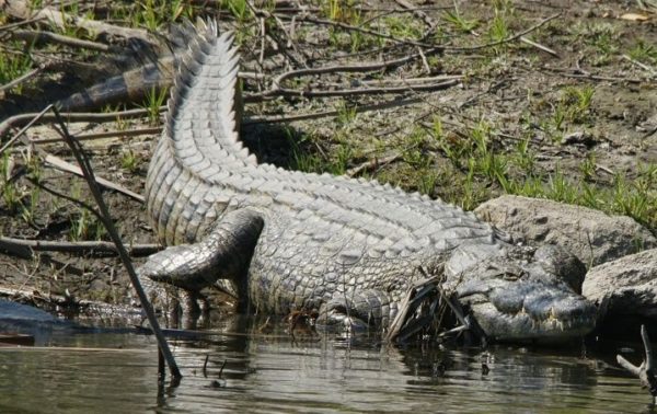 Quintana Roo, first state to work with Ranching Protocols for the swamp crocodile in Mexico