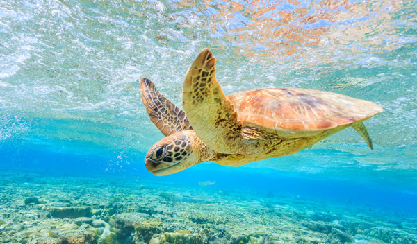 Playa Xcacel sea turtle