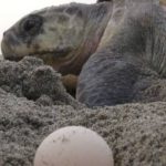 puerto vallarta sea turtle