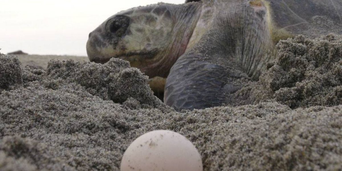 puerto vallarta sea turtle