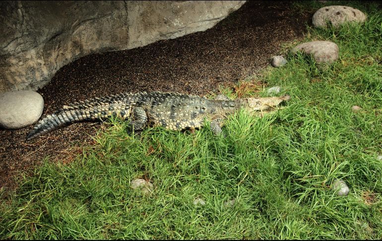 crocodile puerto vallarta