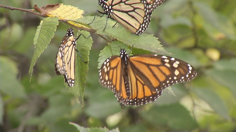 Monarch butterflies fluttering around the Big Country on their way to Mexico