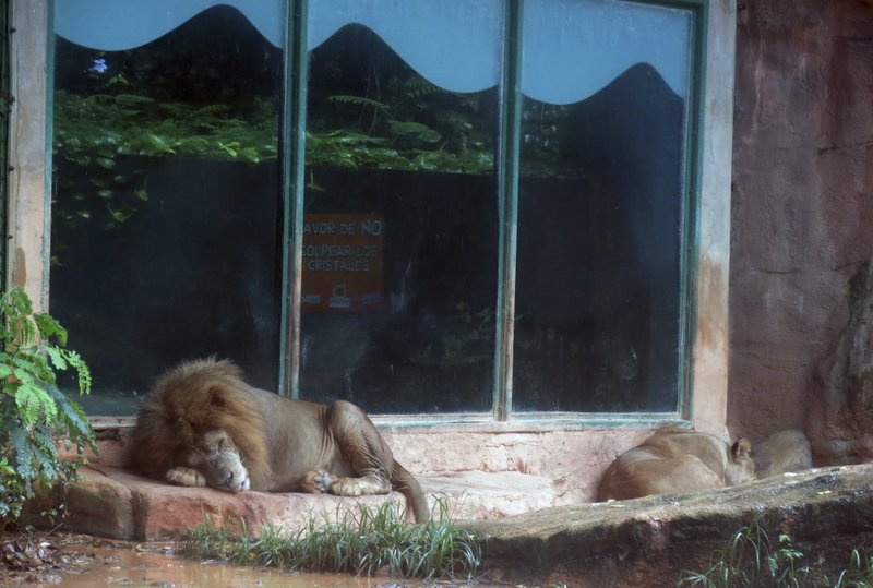 Animal rights Activists demand closure of Puerto Rico zoo after deaths