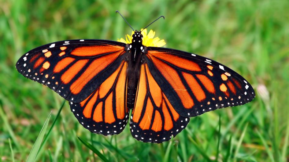 monarch mexico