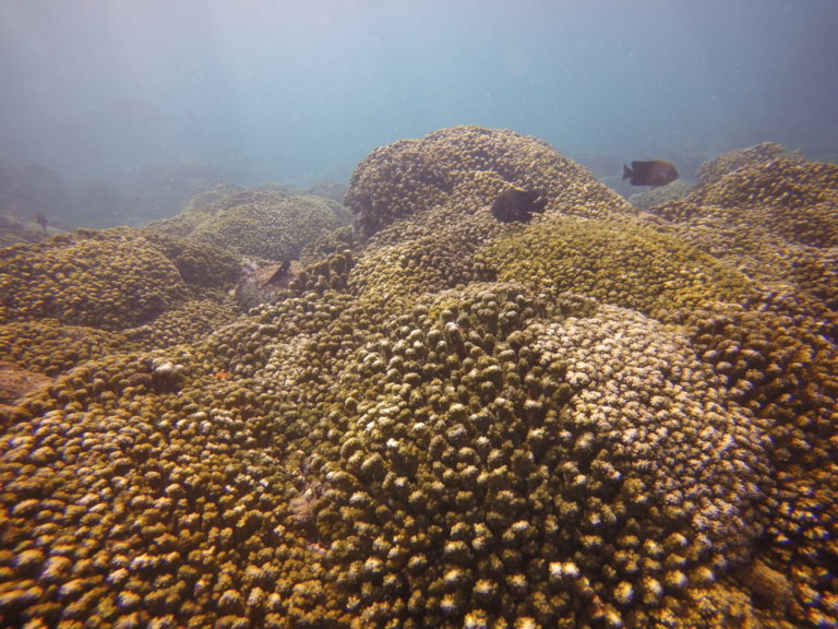 puerto vallarta reefs