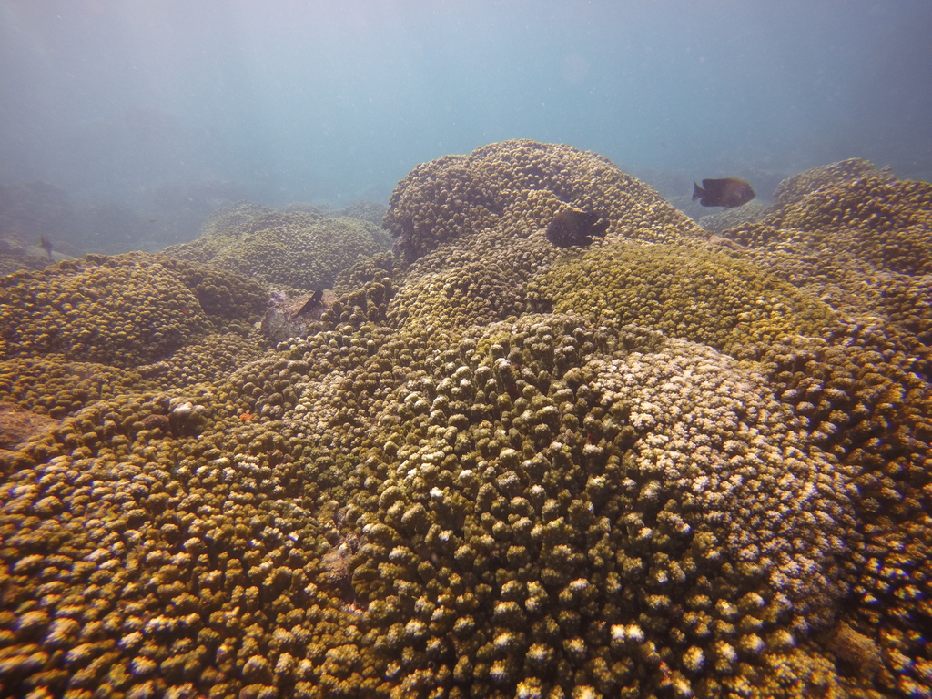 puerto vallarta reefs