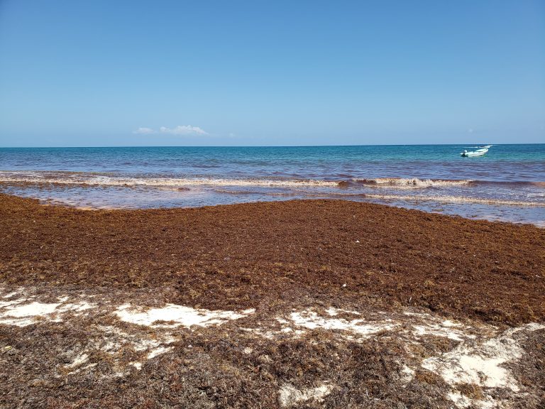 Sargassum in Quintana Roo is helping to drive tourism to Puerto Vallarta