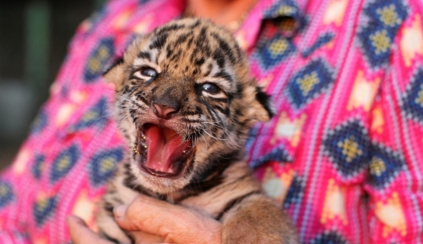 Birth of baby tiger 'Covid' brings hope to Mexican zoo