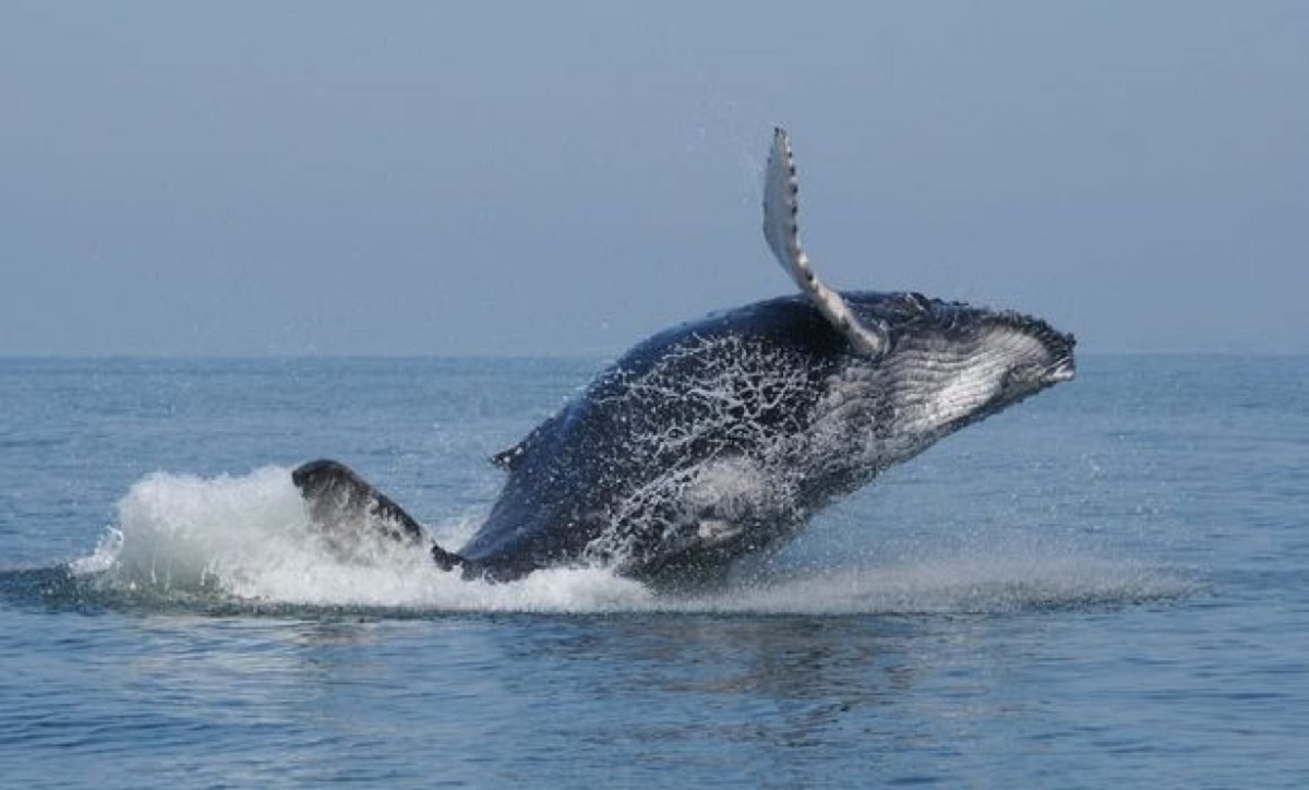 Whale Watching season officially ends in Puerto Vallarta