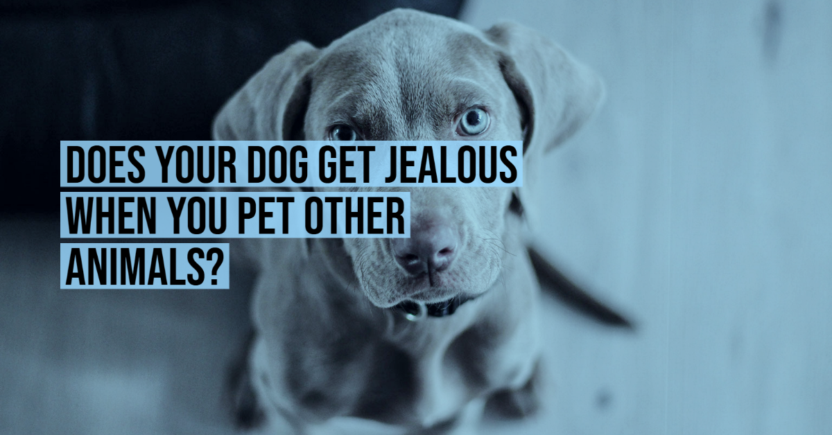 can dogs get jealous of other dogs
