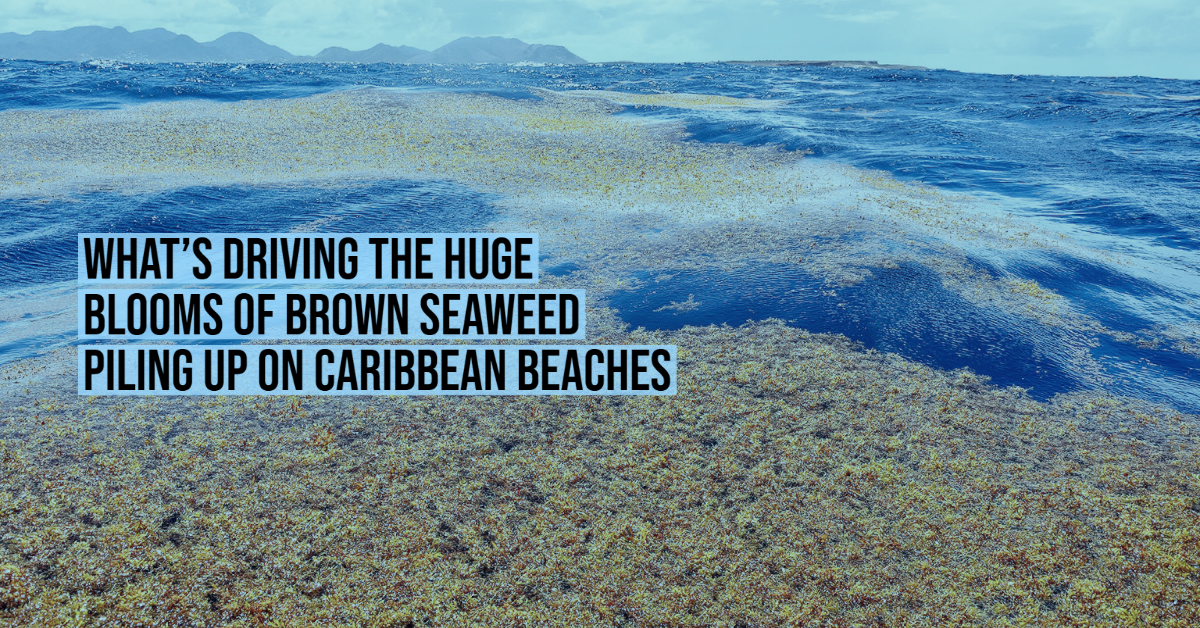 What’s driving the huge blooms of brown seaweed piling up on Caribbean