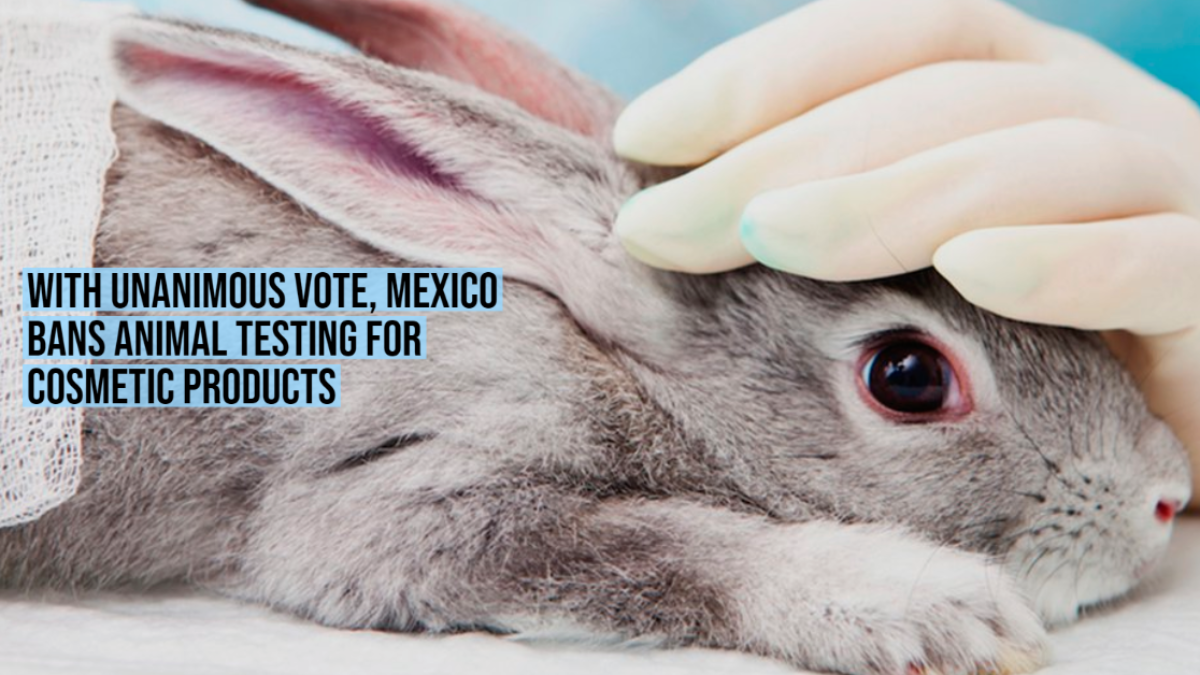 With Unanimous Vote Mexico Bans Animal Testing For Cosmetic Products
