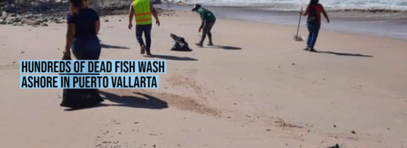 Hundreds of dead fish wash ashore in Puerto Vallarta
