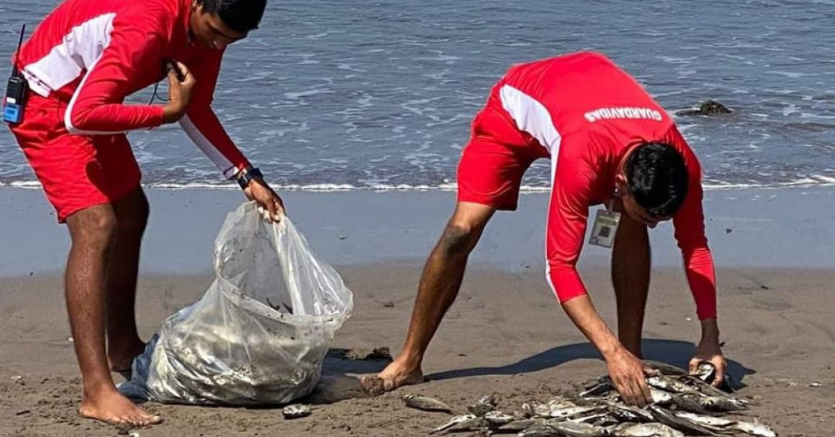 Dead fish continue to arrive on the beaches of Puerto Vallarta due to