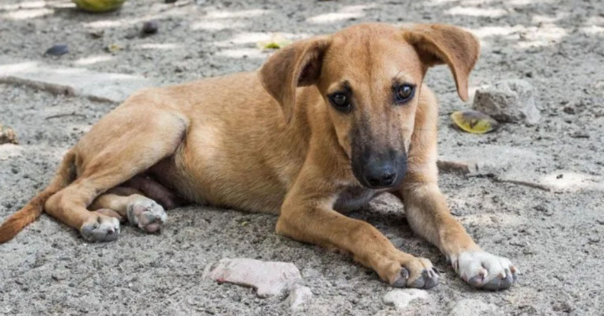 https://www.vallartadaily.com/wp-content/uploads/2022/08/500000-dogs-are-abandoned-on-the-streets-of-Mexico-every-year.jpg